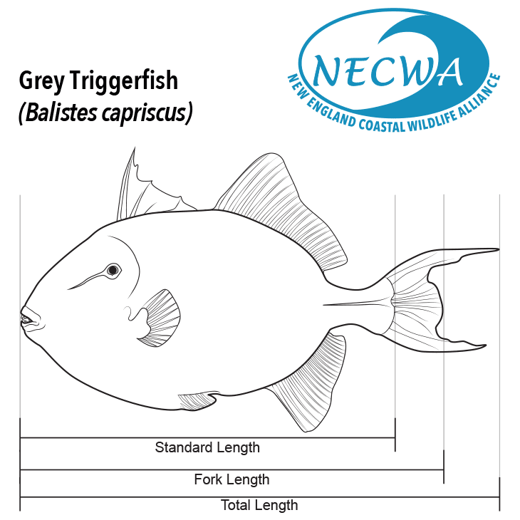 A black and white line art diamgram of the grey triggerfish (Balistes capriscus) with body parts called out and labeled.