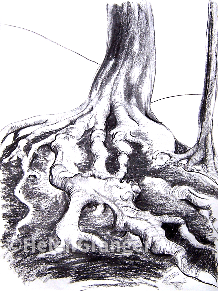 A charcoal drawing of a twisted and gnarly sycamore tree.